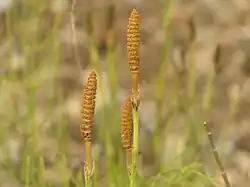 An image of 3 Himalayan horsetail stalks.