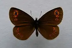 Erebia medusa ♂