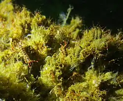 Ericthonius rubricornis.