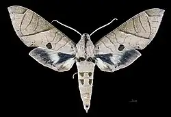 Eumorpha translineatus