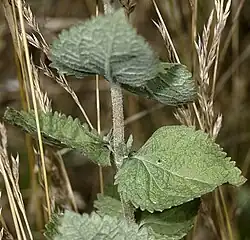 Detail of stem and leaves. (Photo by Robert H. Mohlenbrock)
