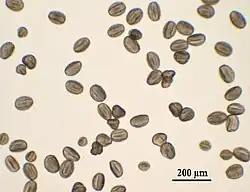 The pollen of the plant; objects like gray-brown oval seeds, seen under a microscope. A scale line says "200 micrometers"