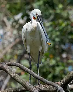 Eurasian Spoonbill