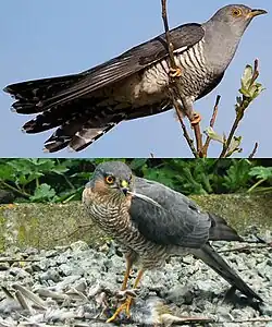 Mimicry in a brood parasite: Cuckoo mimics sparrowhawk, alarming small birds enough to give time to lay eggs.[94]