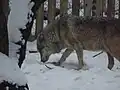 European wolf in the snow