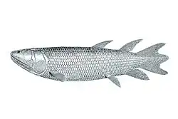 Eusthenopteron foordi