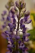 Lupinus succulentus (arroyo lupine succulent)