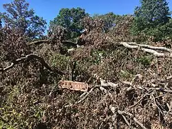 The fallen Arbutus Oak as of September 15, 2019
