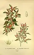 Botanical illustration
