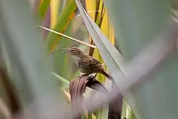 Fernbird/Mātātā (Bowdleria punctata)