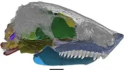 Skull of the ostodolepid Nannaroter