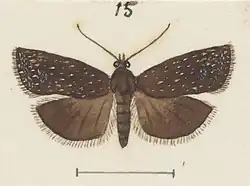 Male