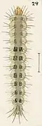 Larva