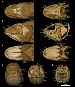 Micro CT scanned skull of a 1.16 metre long male L. chalumnae