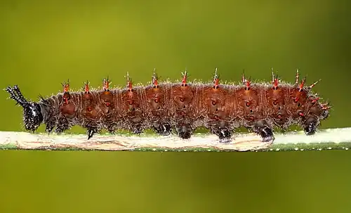 Larva