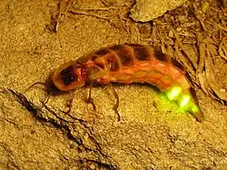 Lampyridae: Female common glowworm (Lampyris noctiluca) from Assos, Turkey