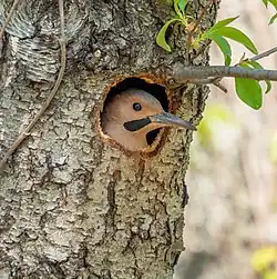 A male guarding its nest cavity