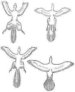 Beebe's comparison of Tetrapteryx, Archaeopteryx, a hypothetical stage and a modern bird (1922).