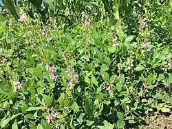 Flowering Desmodium spp.