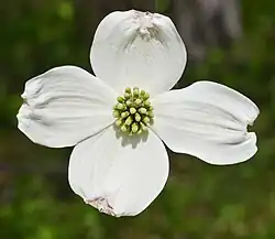 Flower head with four large bracts