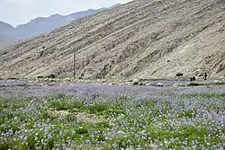The plain of purple flowers of Kazerun