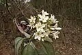 Flowers and leaves of the Esquilinchuche Tree