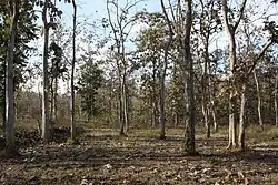 Teak forest in Melghat
