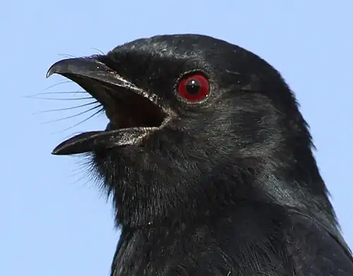 View of pronounced rictal and nasal bristles and the deep red eye