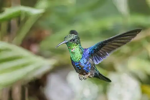 male T. f. viridipectus, Ecuador