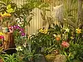 Orchid display
