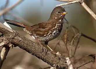 Sooty Fox Sparrow