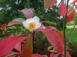 A single white bloom, cup shaped with fairly thick petals surrounding a mass of golden yellow chunky stamens. The leaves are long and bright to partly red, wider past the midpoint with a smooth edge.