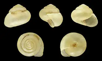 Shell
