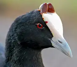 Red-knobbed coot