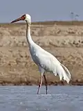 An Adult Siberian Crane spotted at the Poyang Lake, China, in 2023.
