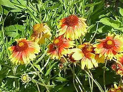 Gaillardia
