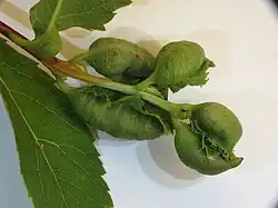Galls of Dasineura salicifoliae