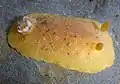 Geitodoris heathi from Pillar Point, California This nudibranch is often confused with the Monterey sea lemon and the noble sea lemon. The Monterey sea lemon generally grows larger and sports larger tubercles and dorsal spots than Heath's dorid and sea lemons generally lack the darker gill colouration seen in Heath's dorid. However, the variability between specimens of all three species makes identification significantly more difficult.