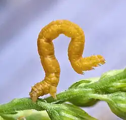 Geometrid moth (Geometridae) "inchworm" caterpillar