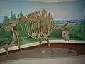 Fossils of the Bison latifrons