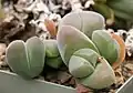 Gibbaeum dispar