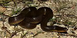 Gulf swampsnake (Liodytes rigida sinicola), Chambers County, Texas