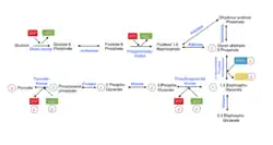 Glycolysis includes four phosphorylations, two that create ATP from ADP and two that use ATP and converting it into ADP. Glycolysis is the first step of metabolism and includes ten reaction ultimately resulting in one glucose molecule producing two pyruvate molecules