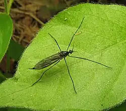 Gnophomyia tristissima