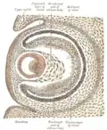 Sagittal section of eye of human embryo of six weeks.