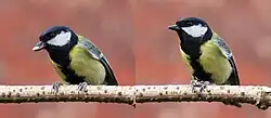 Male great tit on branch with sunflower seed