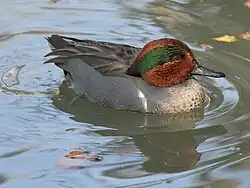 Green-winged teal