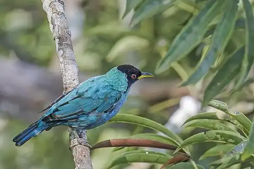 male C. s. caerulescens Ecuador