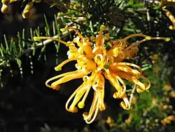 orange-yellow flower closeup