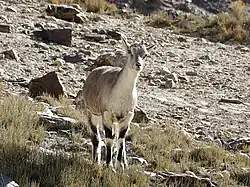 Grey goral doe
